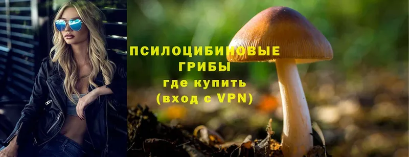 Галлюциногенные грибы Psilocybine cubensis  Тавда 